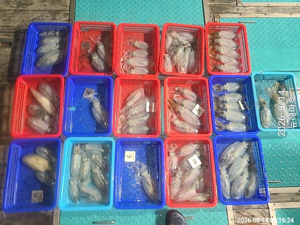 낚시뚜,무늬오징어,영일만항,뉴해마호,낚시뚜18