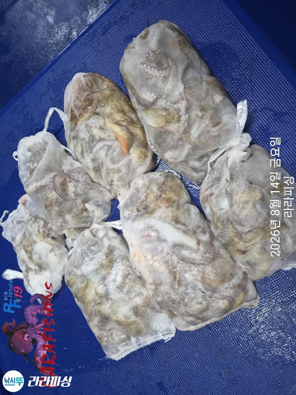낚시뚜,돌문어,속천항(진해),라라피싱,낚시뚜14