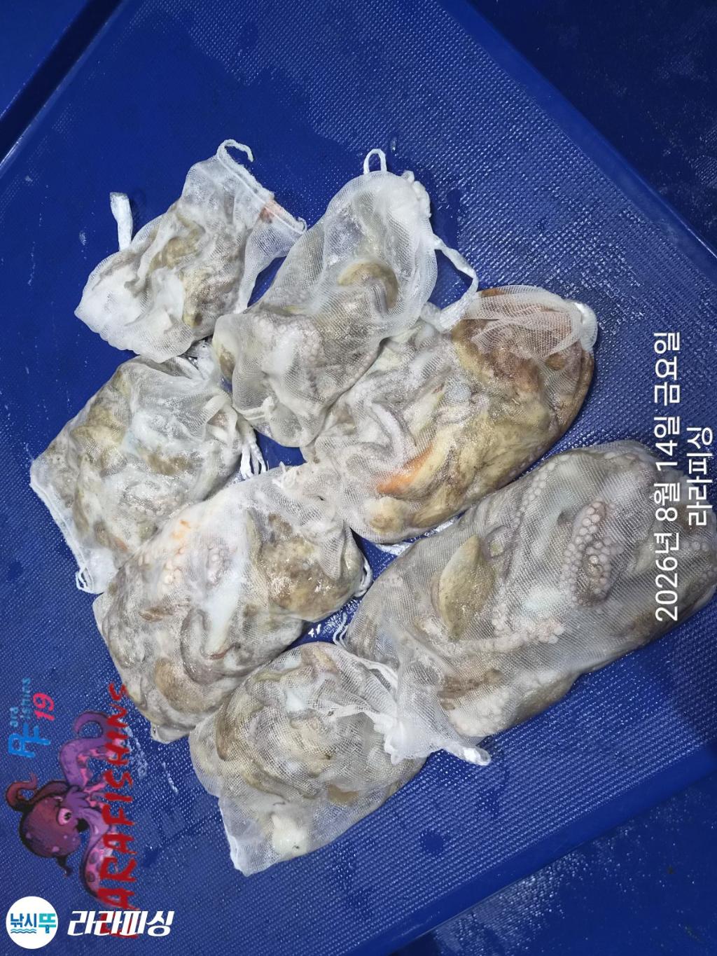 낚시뚜,돌문어,속천항(진해),라라피싱,낚시뚜12