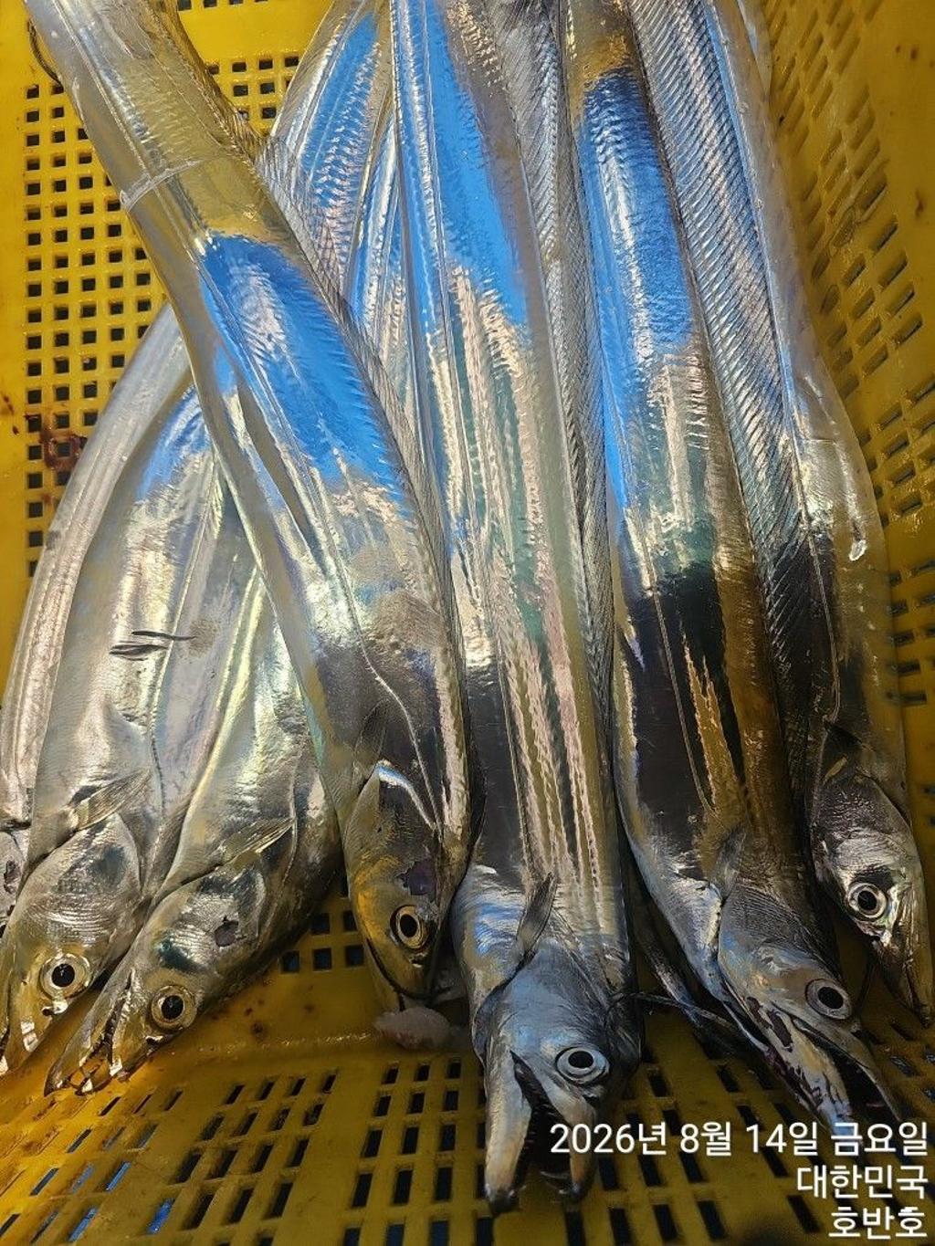 낚시뚜,갈치,통영 신전항,통영호반호,낚시뚜41