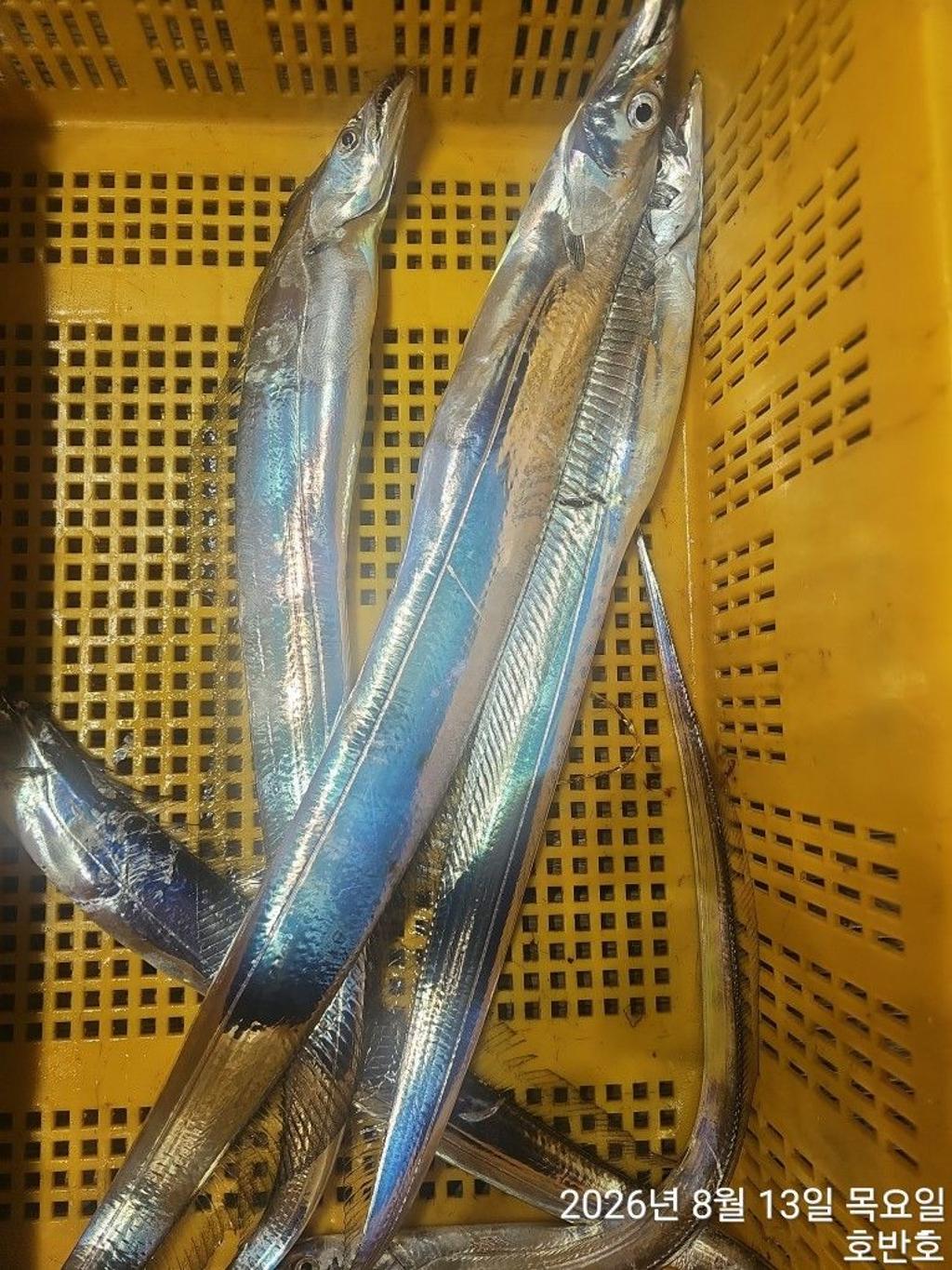 낚시뚜,갈치,통영 신전항,통영호반호,낚시뚜40