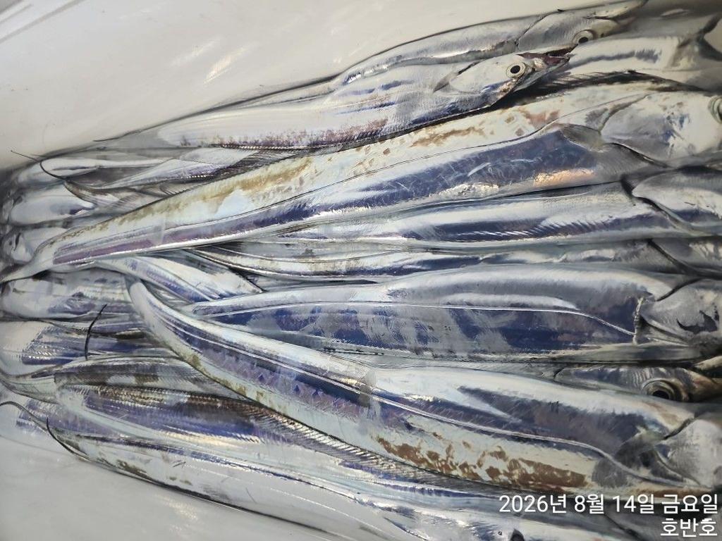 낚시뚜,갈치,통영 신전항,통영호반호,낚시뚜39