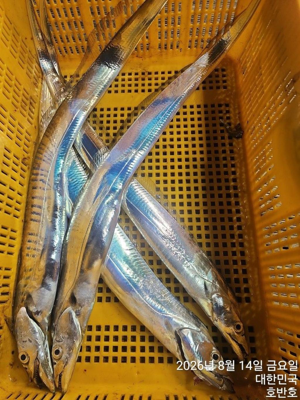 낚시뚜,갈치,통영 신전항,통영호반호,낚시뚜34