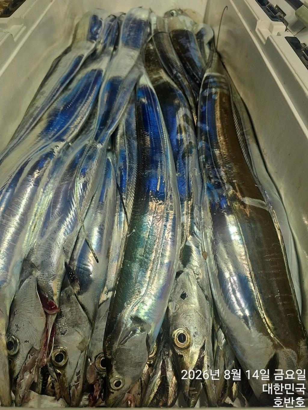 낚시뚜,갈치,통영 신전항,통영호반호,낚시뚜30