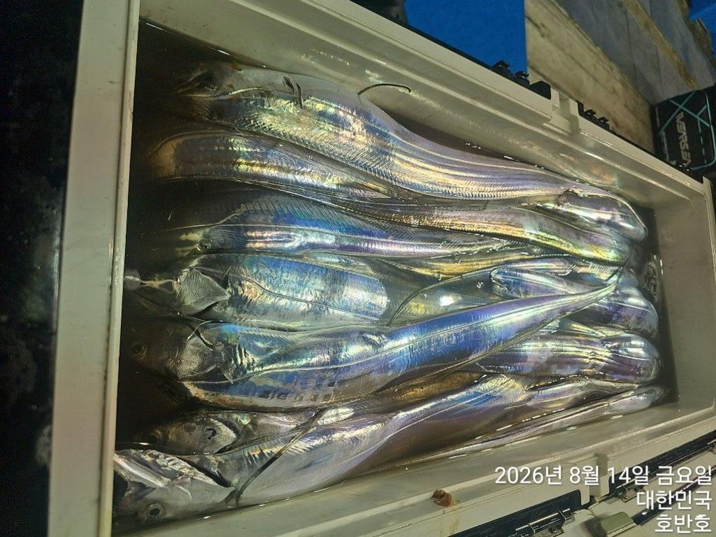 낚시뚜,갈치,통영 신전항,통영호반호,낚시뚜27