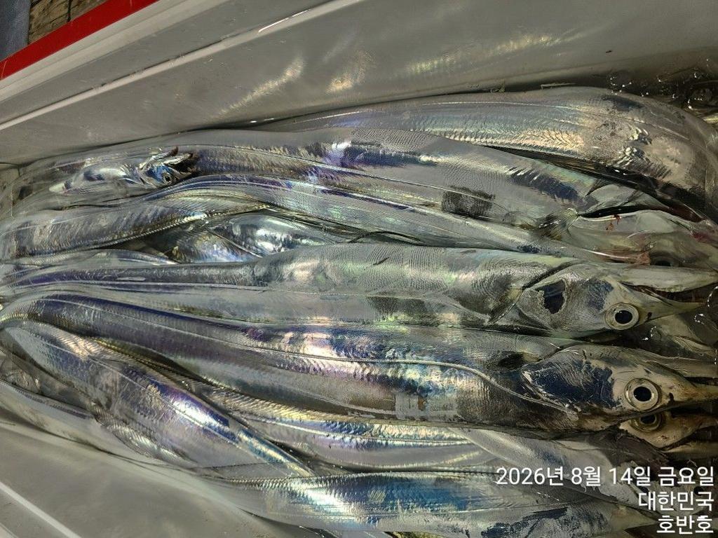 낚시뚜,갈치,통영 신전항,통영호반호,낚시뚜24