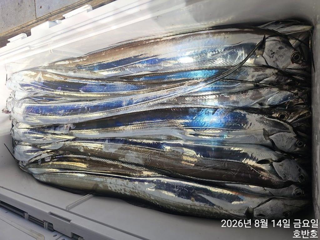 낚시뚜,갈치,통영 신전항,통영호반호,낚시뚜22