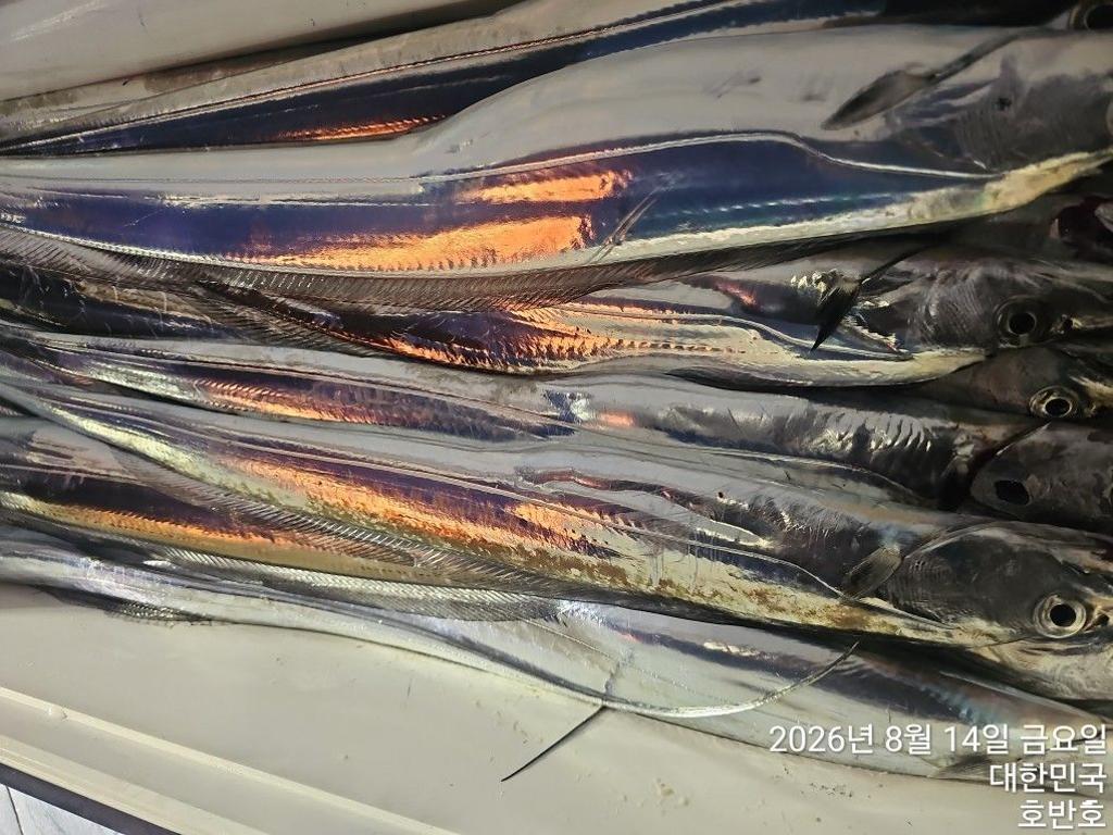 낚시뚜,갈치,통영 신전항,통영호반호,낚시뚜17