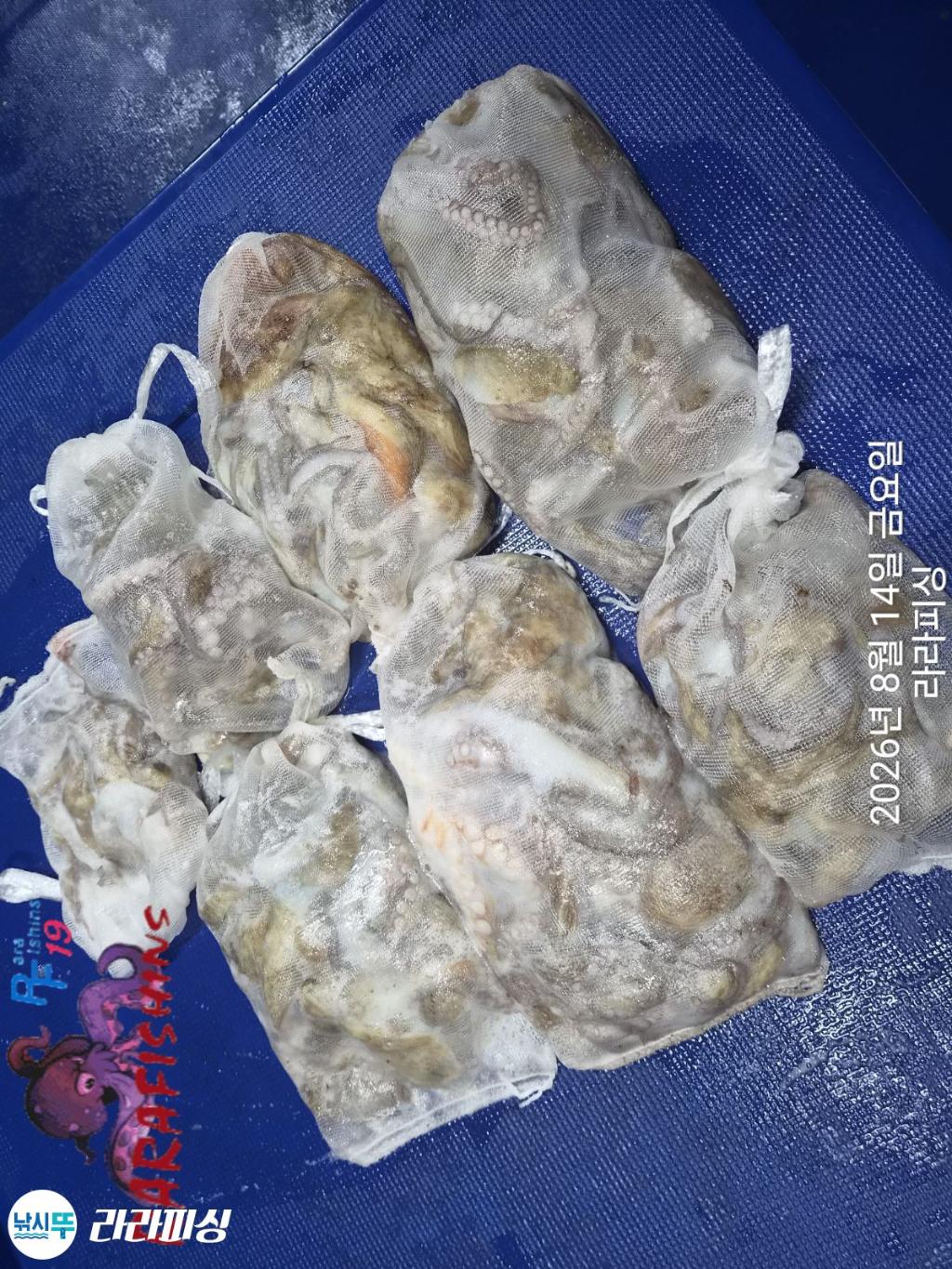 낚시뚜,돌문어,속천항(진해),라라피싱,낚시뚜12