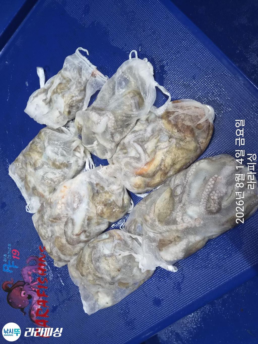 낚시뚜,돌문어,속천항(진해),라라피싱,낚시뚜10