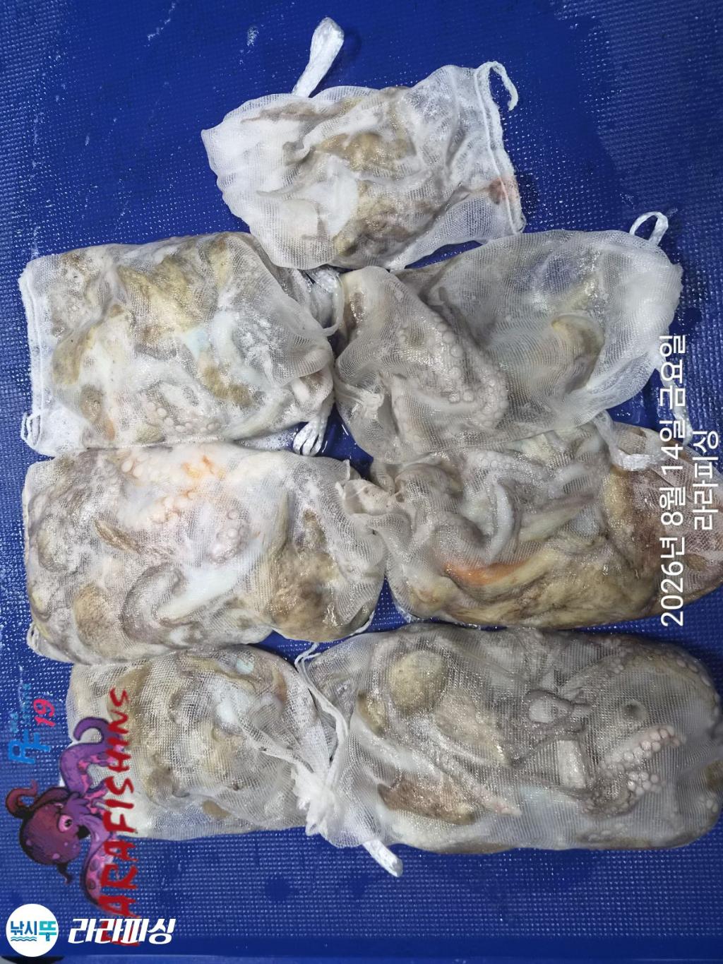 낚시뚜,돌문어,속천항(진해),라라피싱,낚시뚜9