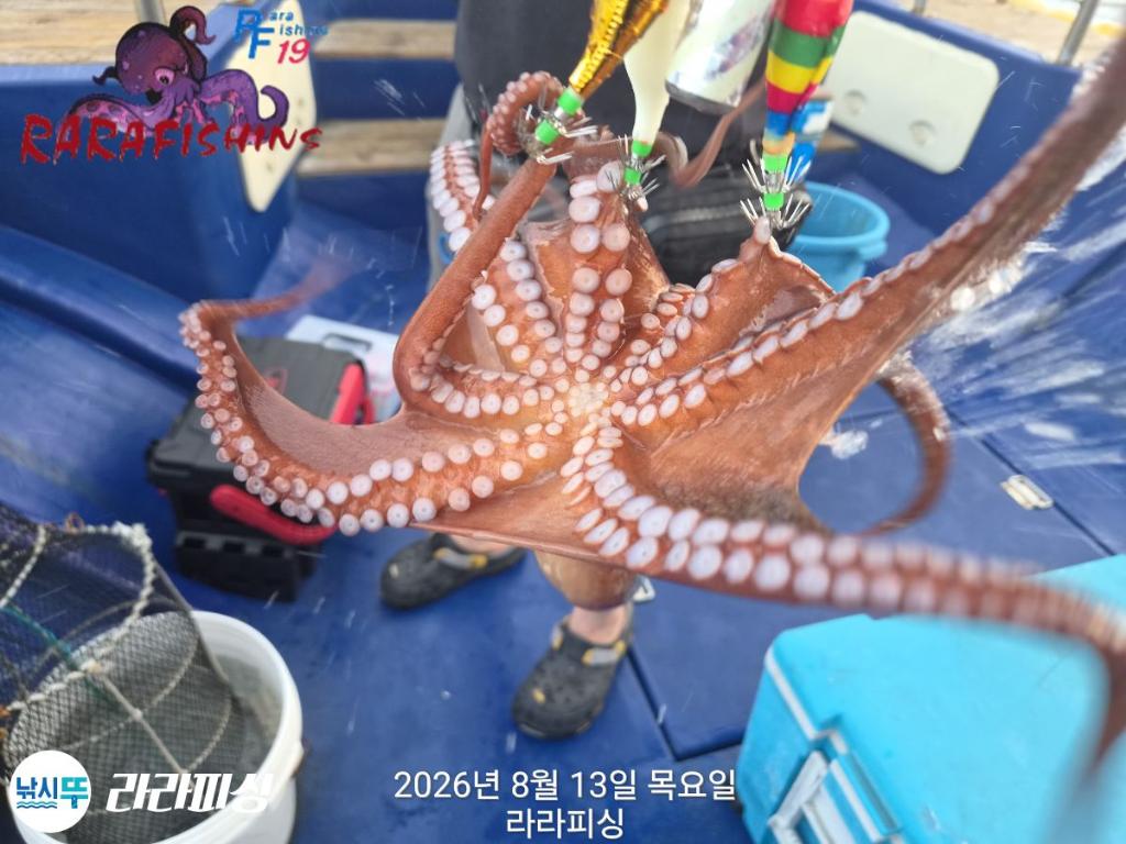 낚시뚜,돌문어,속천항(진해),라라피싱,낚시뚜7