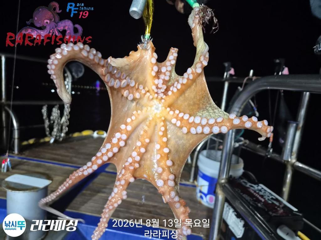 낚시뚜,돌문어,속천항(진해),라라피싱,낚시뚜5