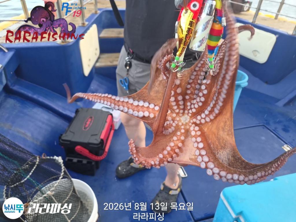 낚시뚜,돌문어,속천항(진해),라라피싱,낚시뚜3