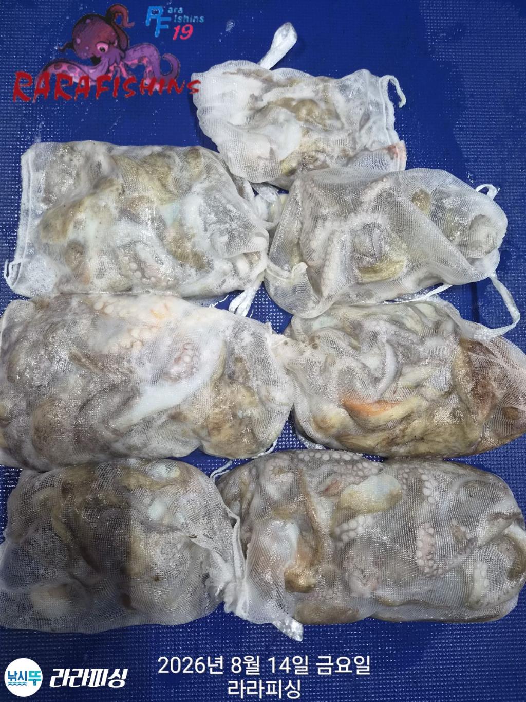 낚시뚜,돌문어,속천항(진해),라라피싱,낚시뚜1