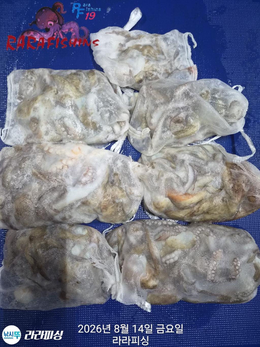 낚시뚜,돌문어,속천항(진해),라라피싱,낚시뚜0