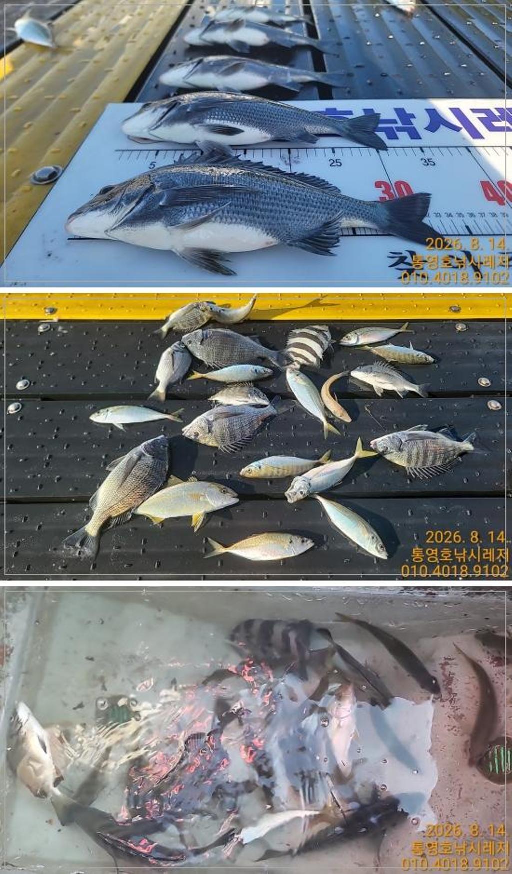 낚시뚜,감성돔,풍화수월선착장,통영호 낚시레져,낚시뚜0