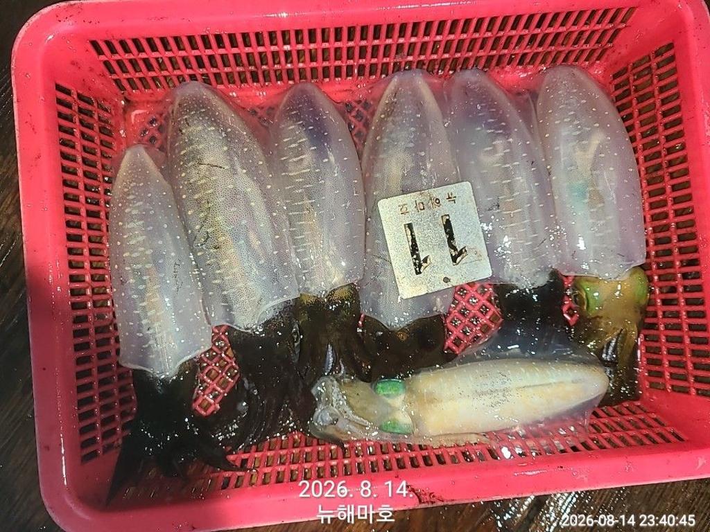 낚시뚜,무늬오징어,영일만항,뉴해마호,낚시뚜24