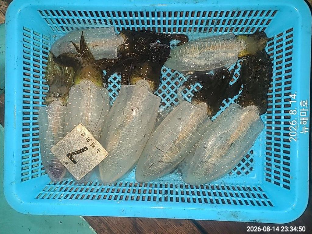 낚시뚜,무늬오징어,영일만항,뉴해마호,낚시뚜20