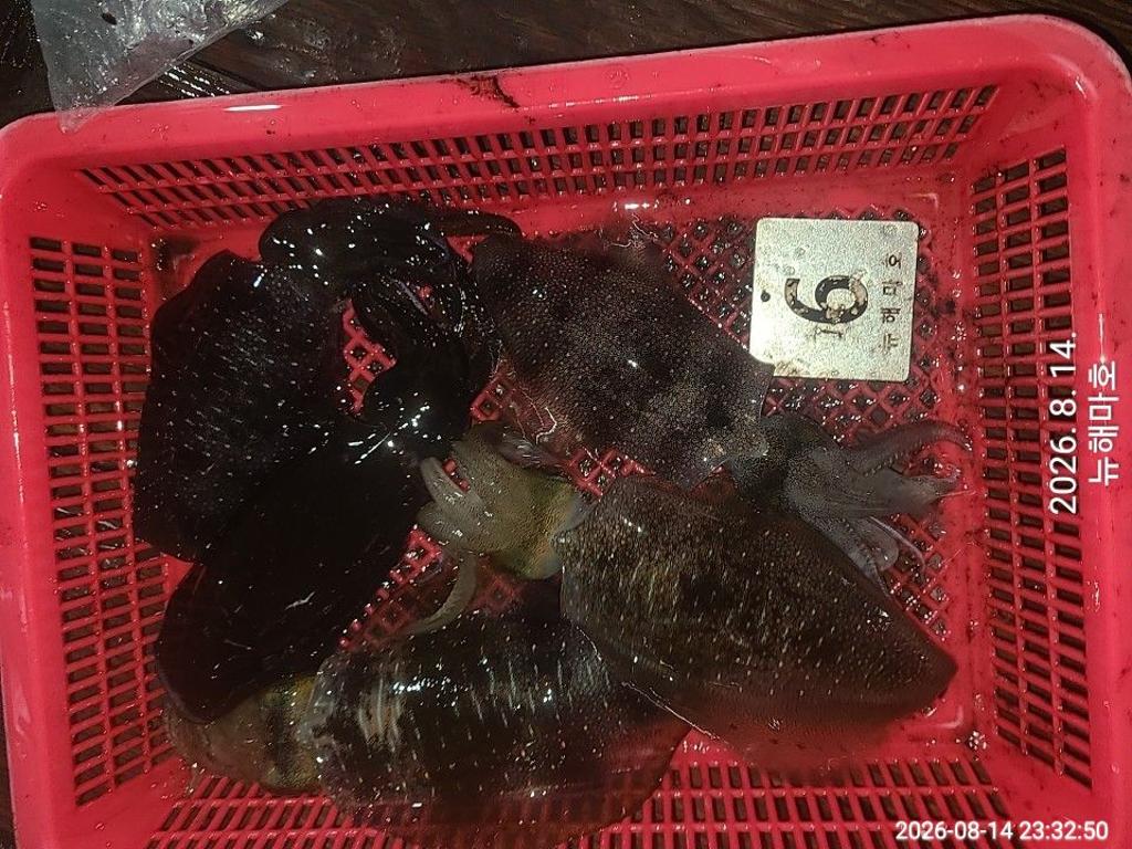 낚시뚜,무늬오징어,영일만항,뉴해마호,낚시뚜19