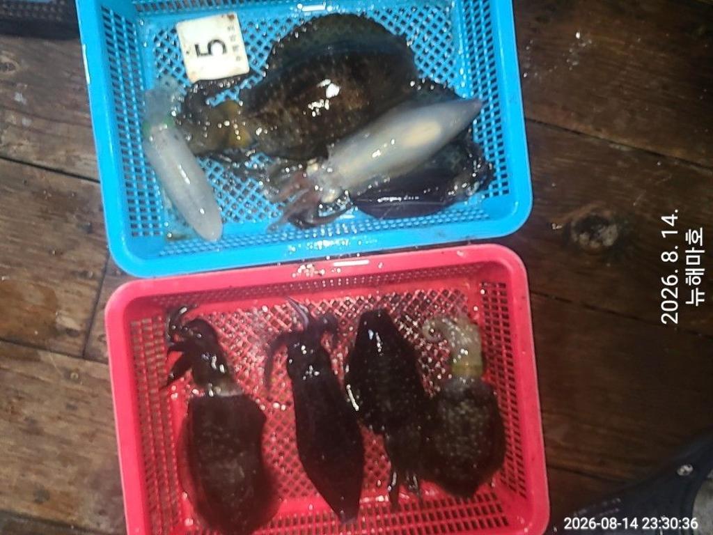 낚시뚜,무늬오징어,영일만항,뉴해마호,낚시뚜18
