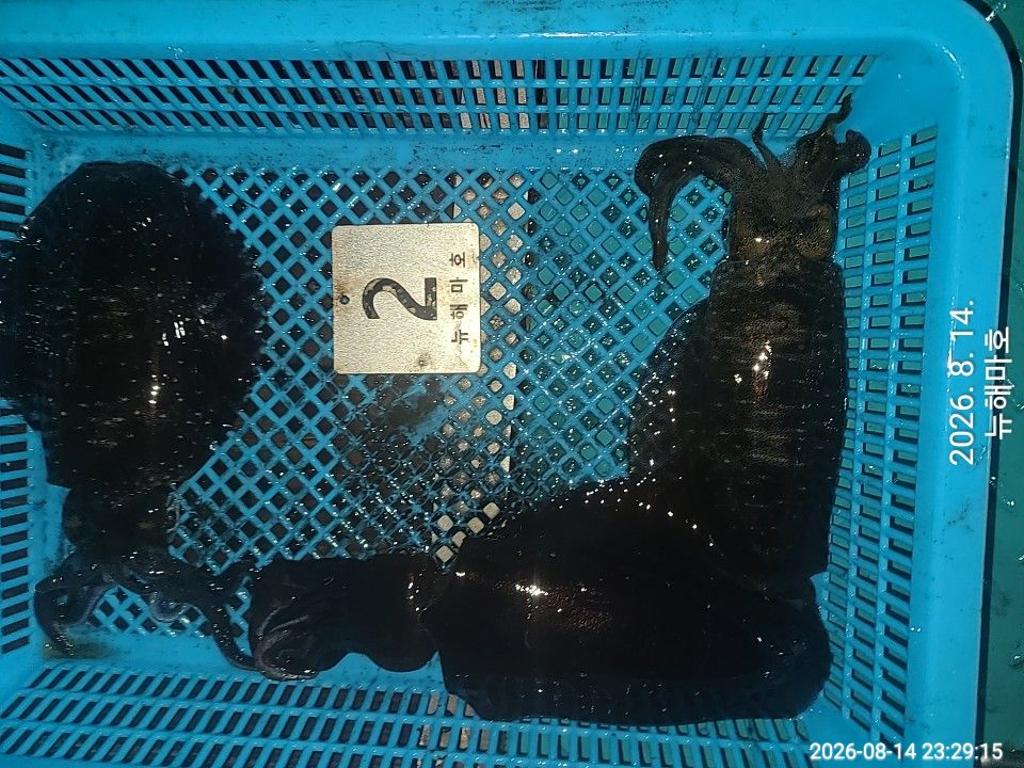 낚시뚜,무늬오징어,영일만항,뉴해마호,낚시뚜16