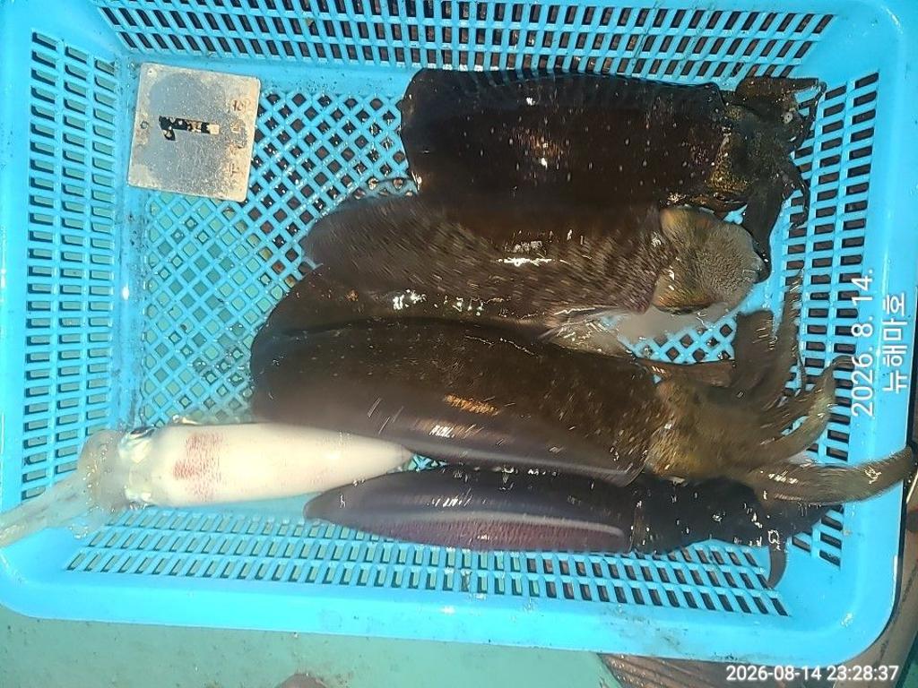 낚시뚜,무늬오징어,영일만항,뉴해마호,낚시뚜15