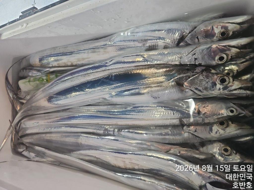 낚시뚜,갈치,통영 신전항,통영호반호,낚시뚜22