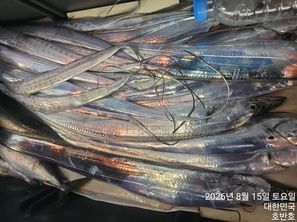 낚시뚜,갈치,통영 신전항,통영호반호,낚시뚜21
