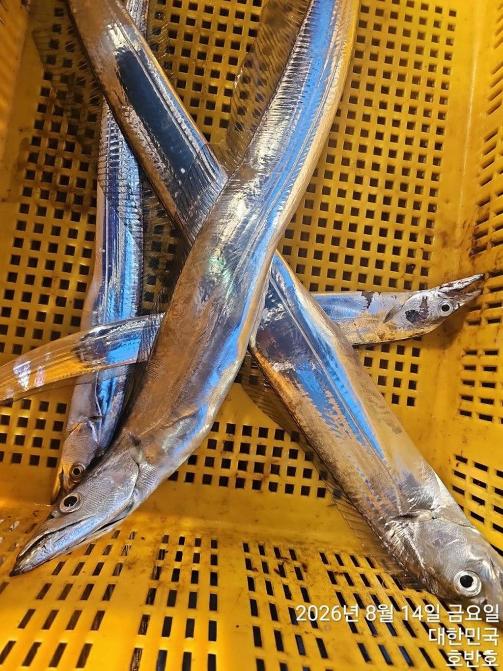 낚시뚜,갈치,통영 신전항,통영호반호,낚시뚜20