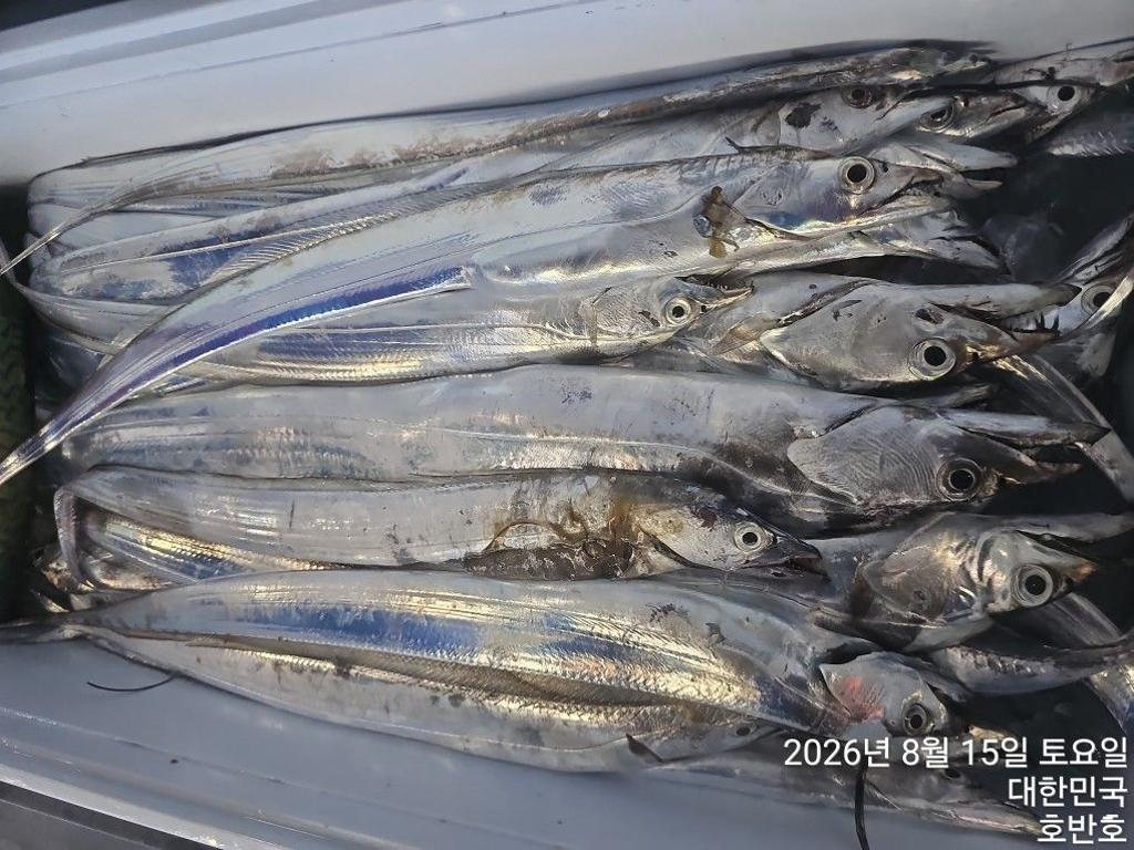 낚시뚜,갈치,통영 신전항,통영호반호,낚시뚜16