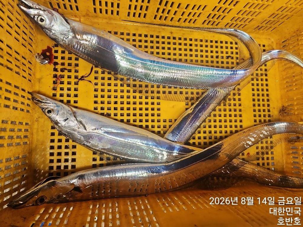 낚시뚜,갈치,통영 신전항,통영호반호,낚시뚜9