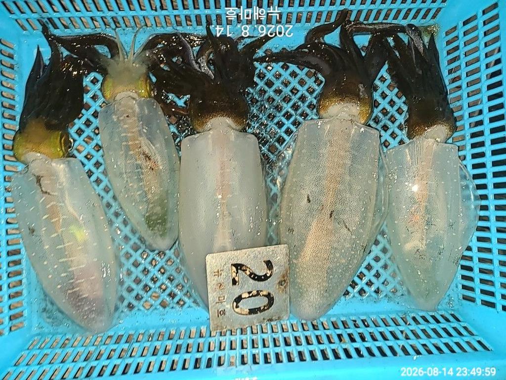 낚시뚜,무늬오징어,영일만항,뉴해마호,낚시뚜31
