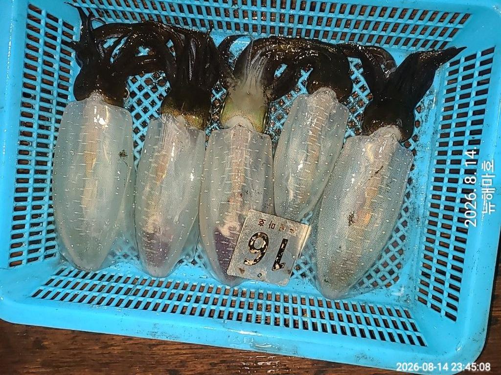 낚시뚜,무늬오징어,영일만항,뉴해마호,낚시뚜28