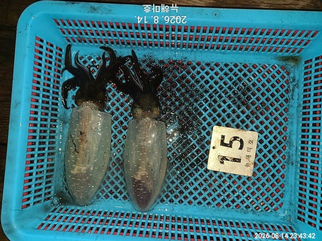 낚시뚜,무늬오징어,영일만항,뉴해마호,낚시뚜27