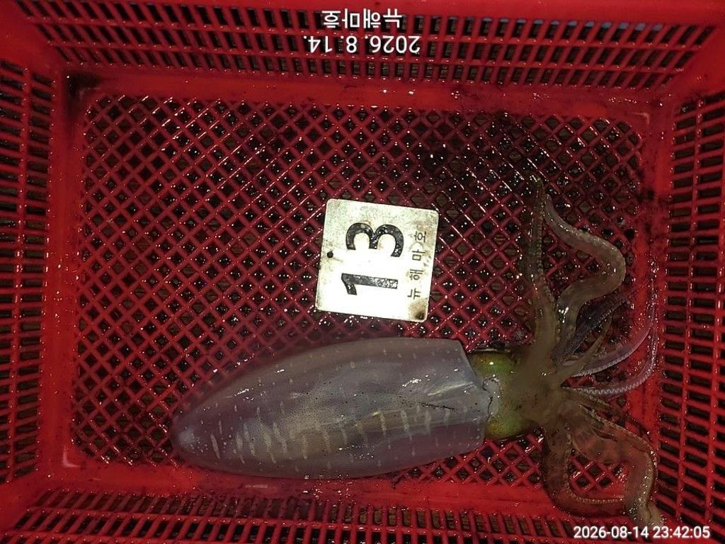 낚시뚜,무늬오징어,영일만항,뉴해마호,낚시뚜25