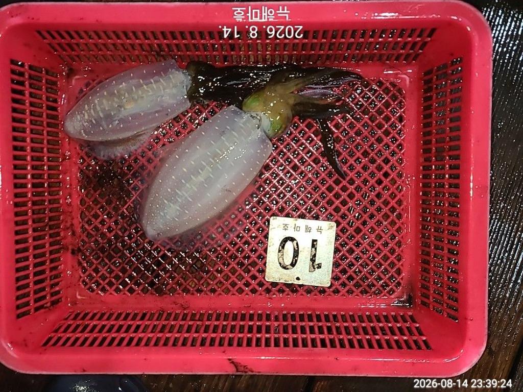 낚시뚜,무늬오징어,영일만항,뉴해마호,낚시뚜23