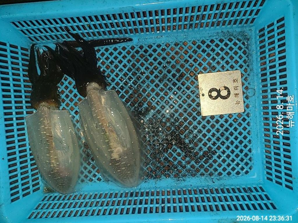 낚시뚜,무늬오징어,영일만항,뉴해마호,낚시뚜21