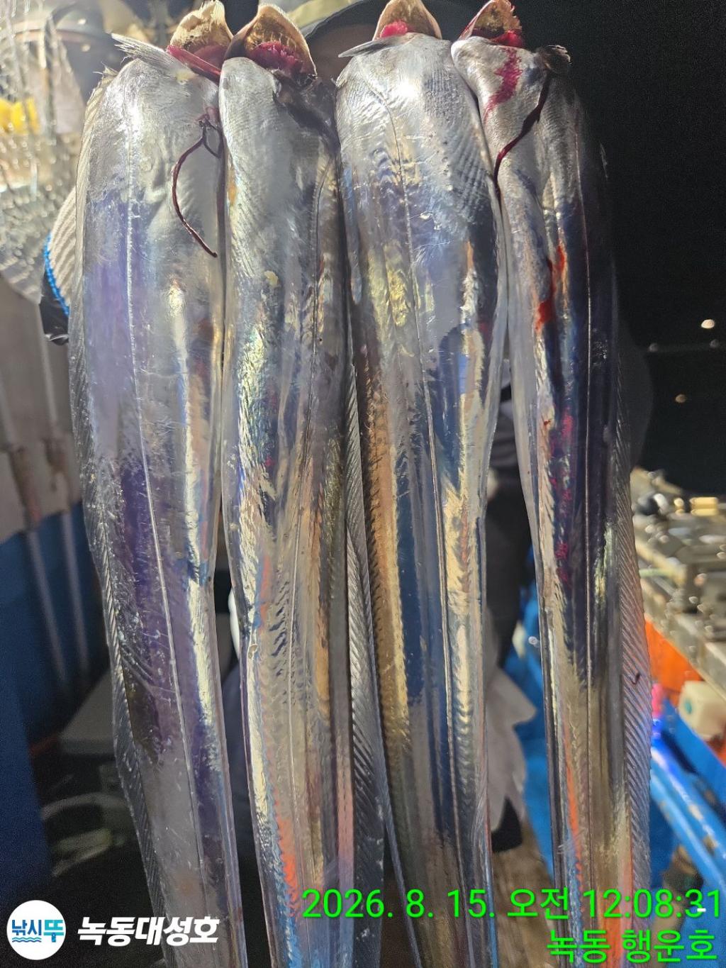 낚시뚜,갈치,녹동항,녹동대성호,낚시뚜3