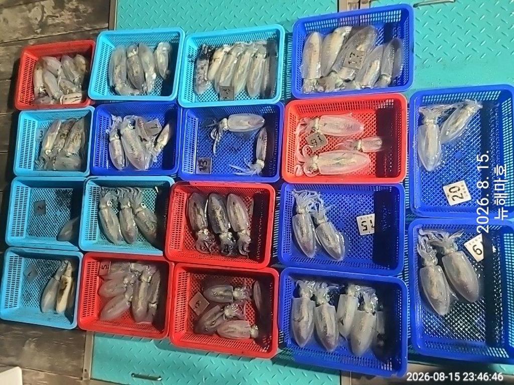 낚시뚜,무늬오징어,영일만항,뉴해마호,낚시뚜22