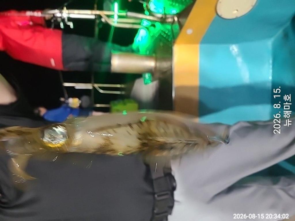 낚시뚜,무늬오징어,영일만항,뉴해마호,낚시뚜18