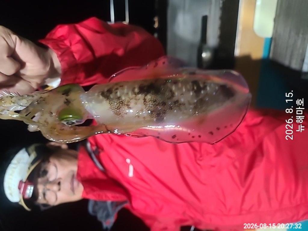 낚시뚜,무늬오징어,영일만항,뉴해마호,낚시뚜13