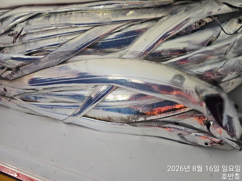 낚시뚜,갈치,통영 신전항,통영호반호,낚시뚜12