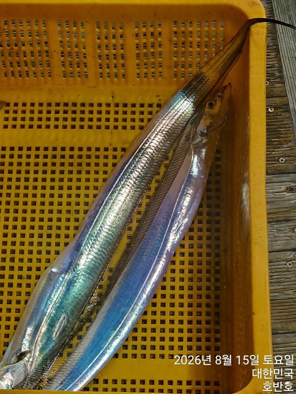 낚시뚜,갈치,통영 신전항,통영호반호,낚시뚜7