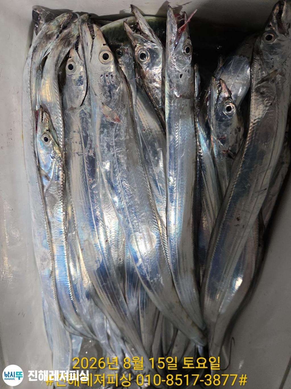 낚시뚜,갈치,진해1부두항,진해레져피싱,낚시뚜32