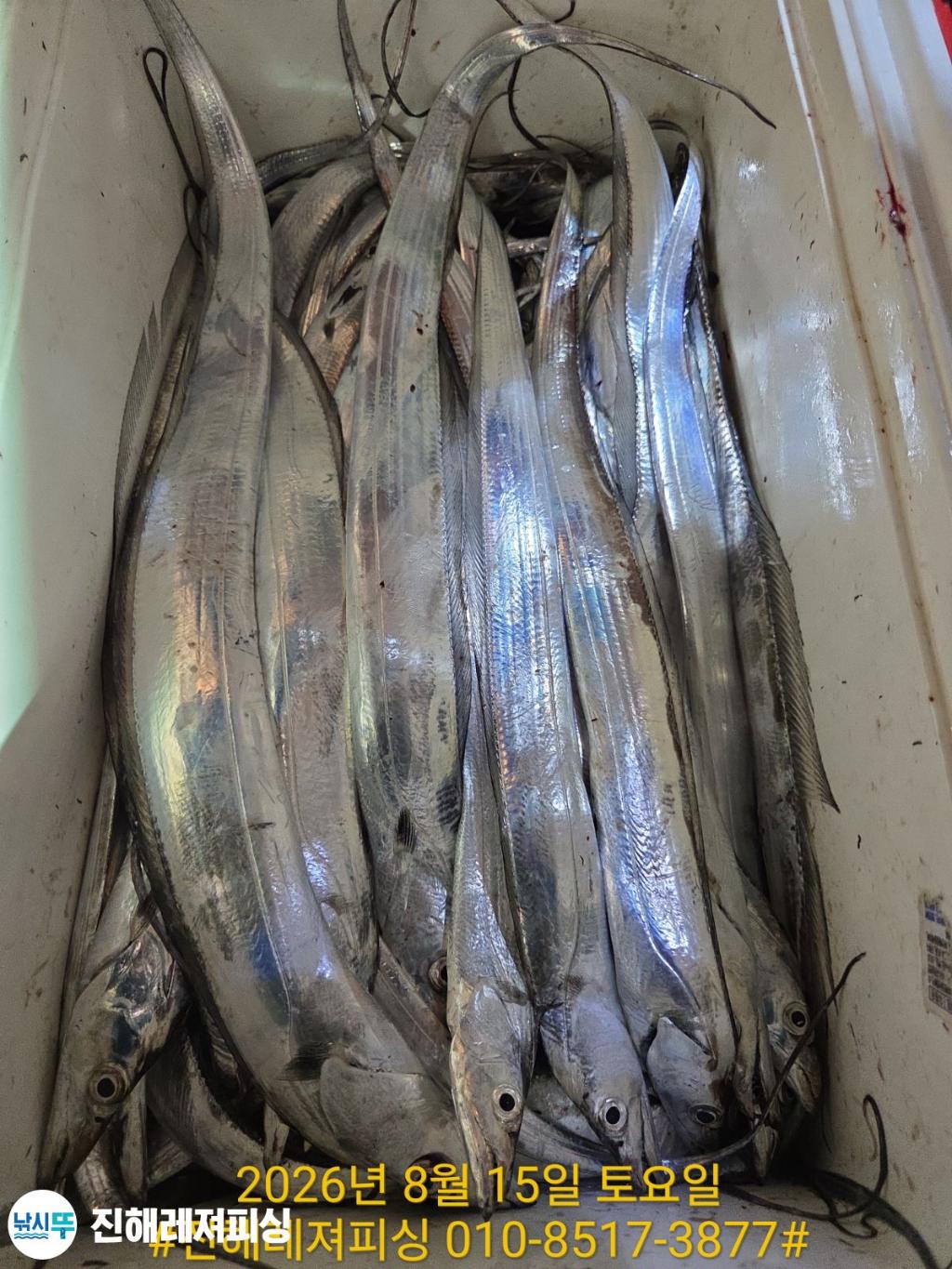 낚시뚜,갈치,진해1부두항,진해레져피싱,낚시뚜29