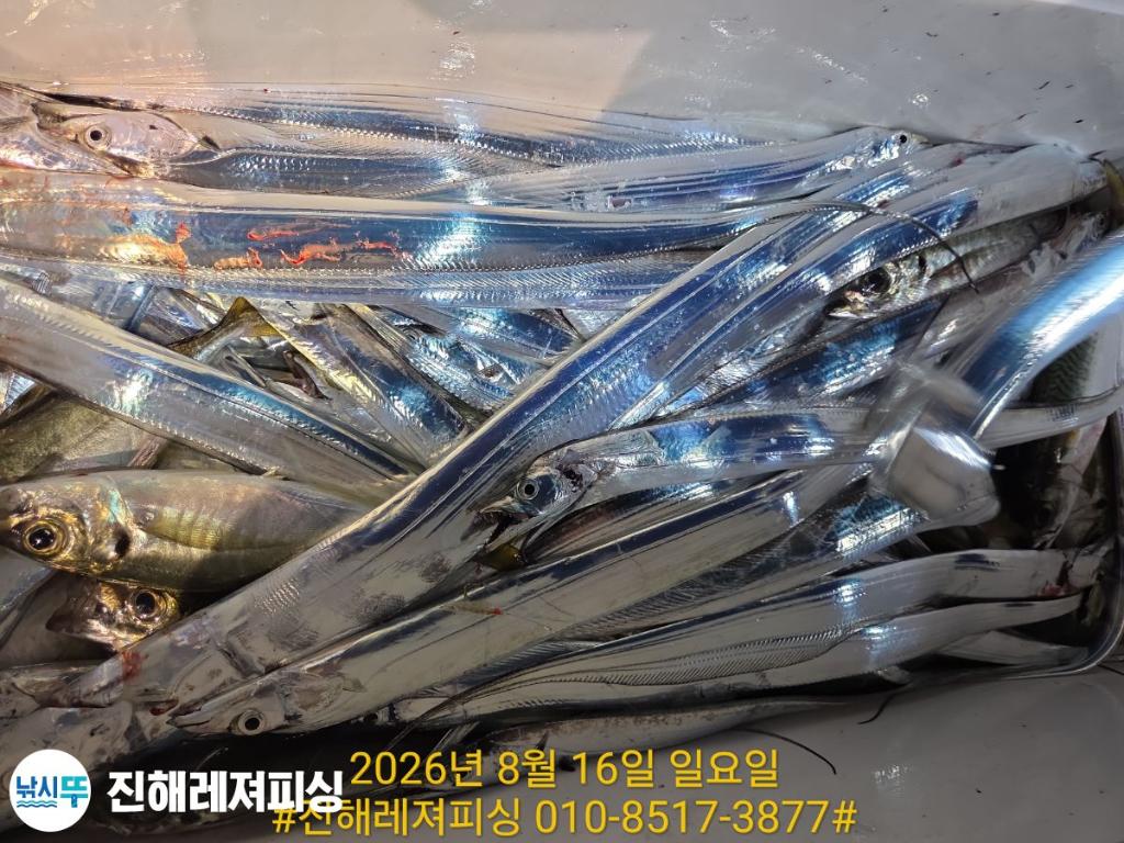 낚시뚜,갈치,진해1부두항,진해레져피싱,낚시뚜26