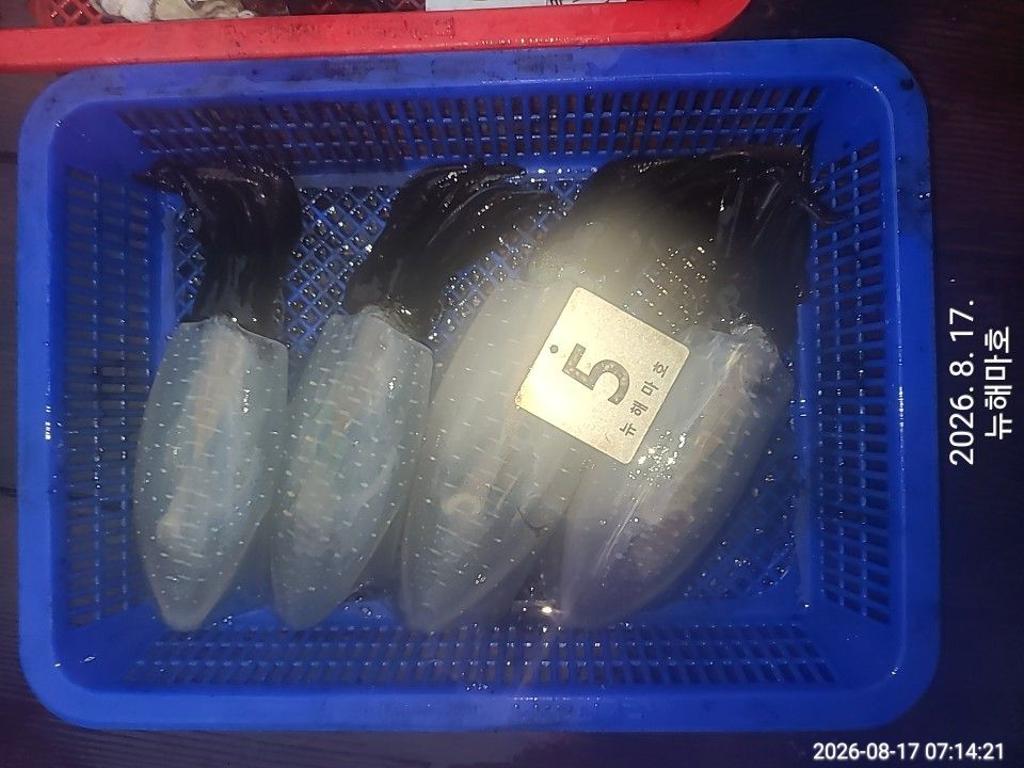 낚시뚜,무늬오징어,영일만항,뉴해마호,낚시뚜30