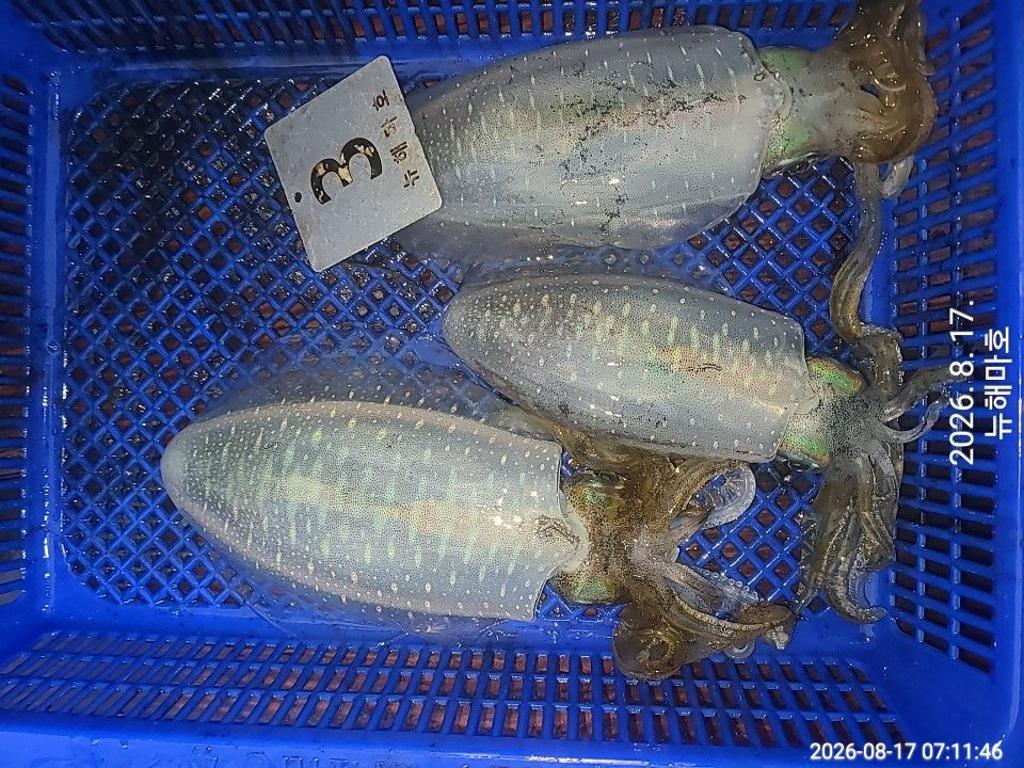 낚시뚜,무늬오징어,영일만항,뉴해마호,낚시뚜28