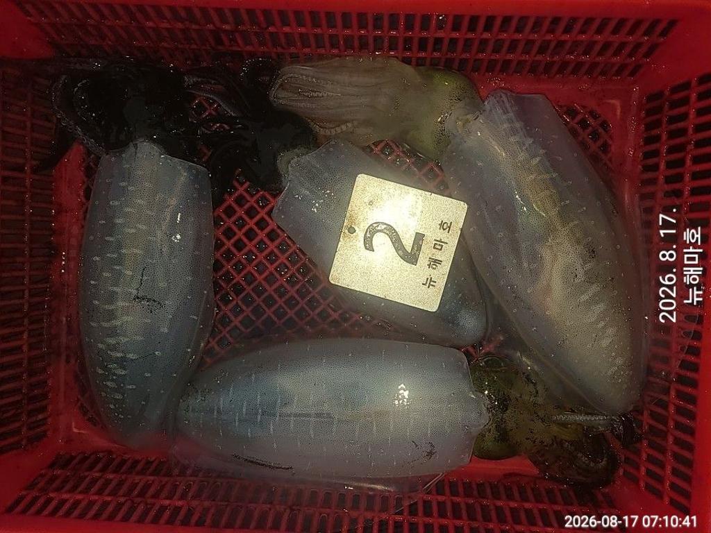 낚시뚜,무늬오징어,영일만항,뉴해마호,낚시뚜27